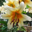 Lilium American Flame